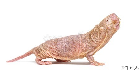 Molrat-in-Grondwerk.jpg
